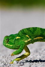 Aperçu iPhone fond d'écran caméléon