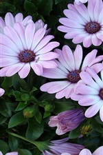 Lumière fleurs violettes partout