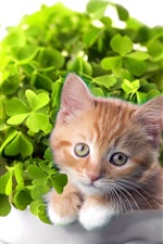 Preview iPhone wallpaper Green bonsai and cat