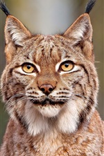 Preview iPhone wallpaper Lynx close-up