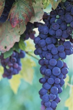 Preview iPhone wallpaper Fruitful grapes