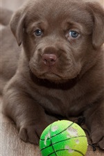 Labrador puppy, play with ball