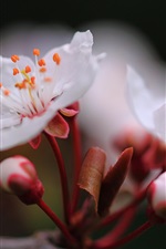 Preview iPhone wallpaper Cherry flowers spring