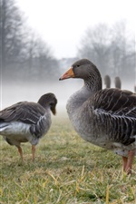 Preview iPhone wallpaper Wild geese, fog, meadow, grass, trees