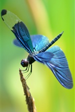 Preview iPhone wallpaper Twig, blue dragonfly