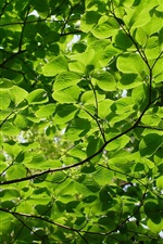Preview iPhone wallpaper Summer green leaves, twigs, sun