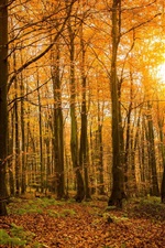 Preview iPhone wallpaper Autumn, forest, nature, trees, branches, sunlight
