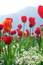 As tulipas vermelhas, flores, montanhas