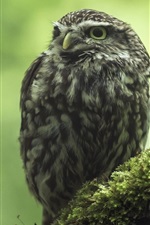 Preview iPhone wallpaper Little owl, moss, bokeh