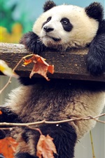 Предварительный просмотр обоев iPhone Panda игры, подъем, осень, листья