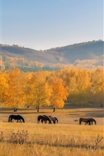 Preview iPhone wallpaper Autumn, horses, trees, grass, yellow, hill