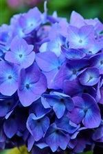Preview iPhone wallpaper Hydrangea flowers, blue, macro
