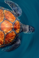 Visualizar papel de parede do iPhone Ilhas Canárias Turtle