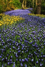 Preview iPhone wallpaper The Netherlands, Keukenhof Park, hyacinths flowers, tulips, trees
