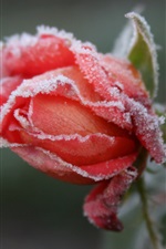 Preview iPhone wallpaper Frozen flower, frost, red rose