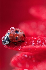 Preview iPhone wallpaper Red flower petals macro photography, dew, ladybug