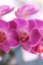 Preview iPhone wallpaper Phalaenopsis, pink petals, blossom