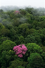 Preview iPhone wallpaper Morning top view the forest, fog, tree flowers
