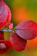 Preview iPhone wallpaper Red leaves, twigs, autumn, blurry background