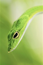 Preview iPhone wallpaper Green snake, bokeh