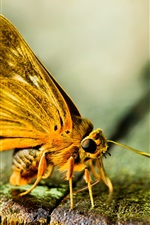 Moth, yellow butterfly macro photography