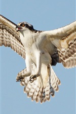 Preview iPhone wallpaper Osprey flight, wings, sky