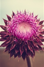 Preview iPhone wallpaper Pink flower, petals, bokeh