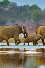 Preview iPhone wallpaper Africa, elephants, walk, river, Luangwa, Zambia