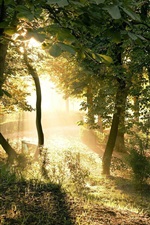 Preview iPhone wallpaper Forest, trees, sunlight, grass