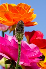 Preview iPhone wallpaper Colorful poppies flowers, stem, sky