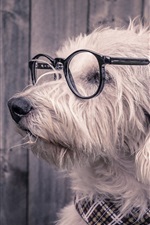 Preview iPhone wallpaper Funny animals, dog, glasses