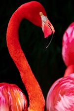 Preview iPhone wallpaper Red feather bird, flamingo, black background