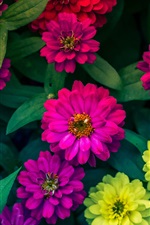 Preview iPhone wallpaper Zinnias flowers, yellow, pink, red