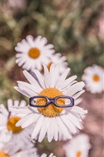 Preview iPhone wallpaper Chamomile flowers, white petals, glasses toy