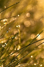 Aperçu iPhone fond d'écran Herbe, soleil, rosée, éblouissement