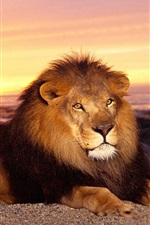 Preview iPhone wallpaper Lion, sunset