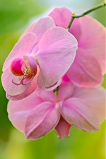 Preview iPhone wallpaper Phalaenopsis pink flowers, orchid, bokeh