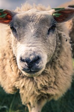 Preview iPhone wallpaper Sheep, front view, face