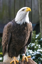 Preview iPhone wallpaper Bald eagle, rest