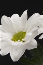 White flowers, black background