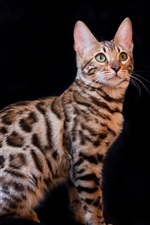 Preview iPhone wallpaper Bengal cat, black background