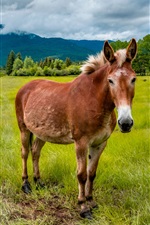 Preview iPhone wallpaper Horses, grass, trees, clouds
