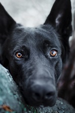 Black dog look, face, brown eyes