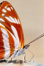 Butterfly macro photography, orange wings