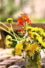 Visualizar papel de parede do iPhone Dandelions flores, banco, verão