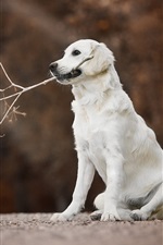 Visualizar papel de parede do iPhone Golden Retriever, cachorro branco, galhos