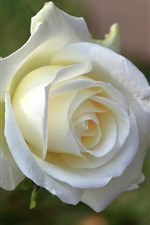 White rose, petals, flower