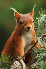 Preview iPhone wallpaper Squirrel, pine twigs