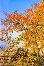 Alemanha, Bastei, ponte, árvores, folhas amarelas, outono