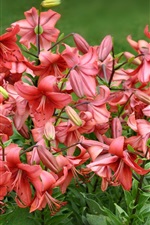Many lily flowers bloom